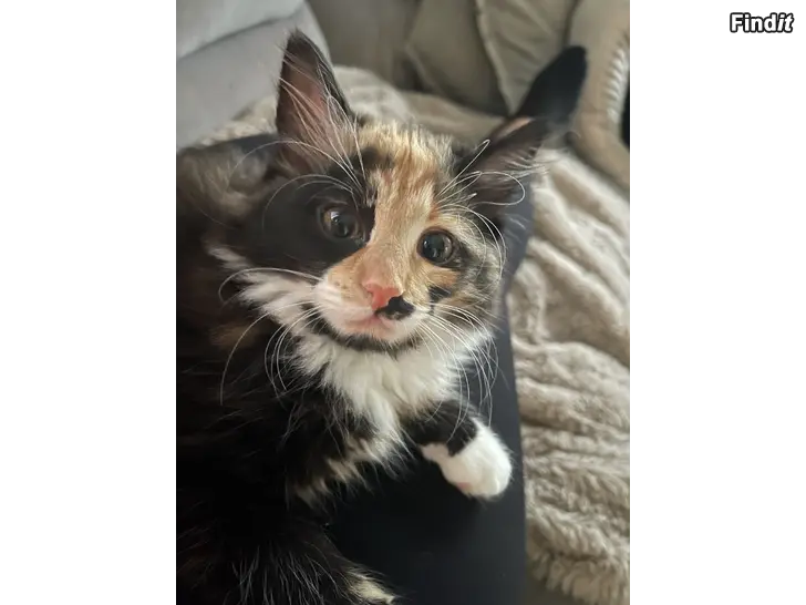 Säljes Kattungar