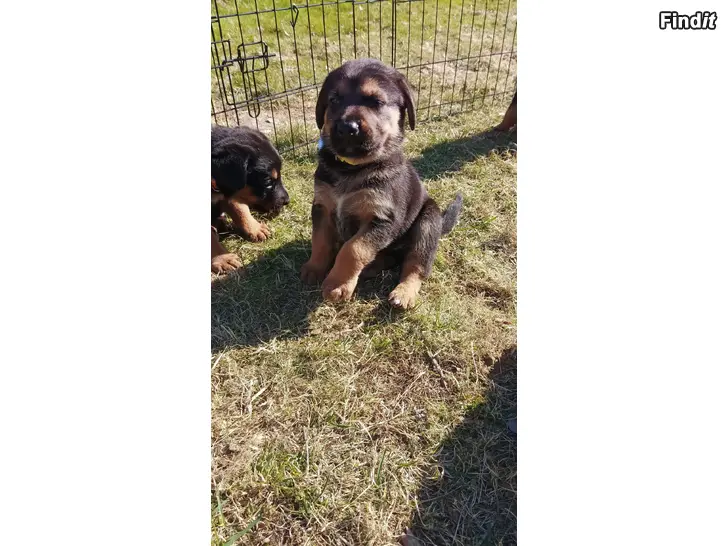 Säljes german shepard mix valpar