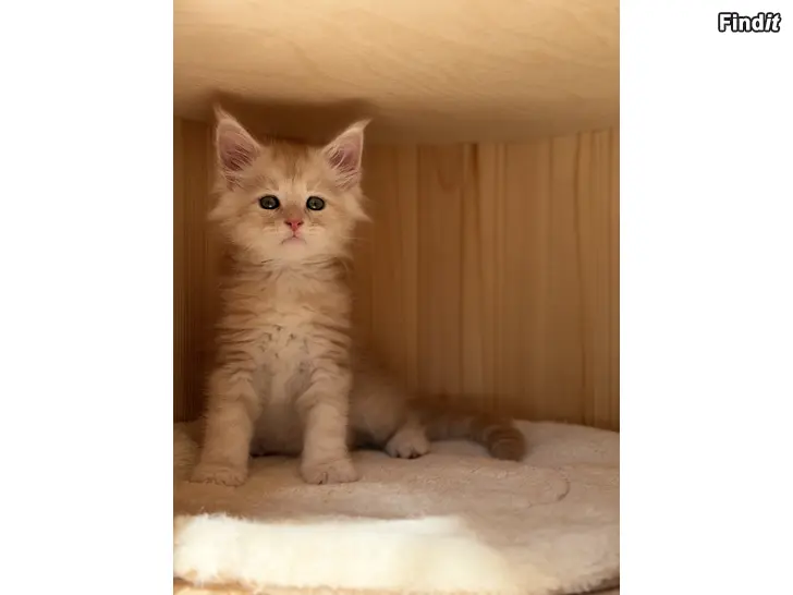 Säljes Maine Coon -kissanpentu