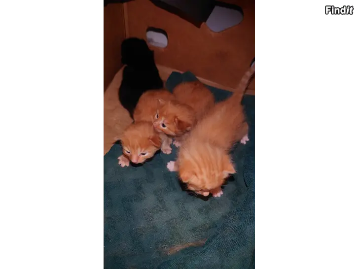 Säljes Kattungar