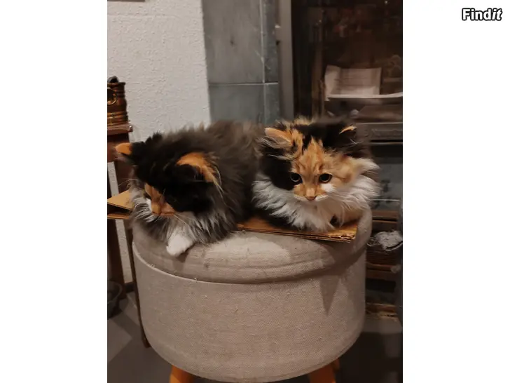 Myydään Söta långhåriga kattungar