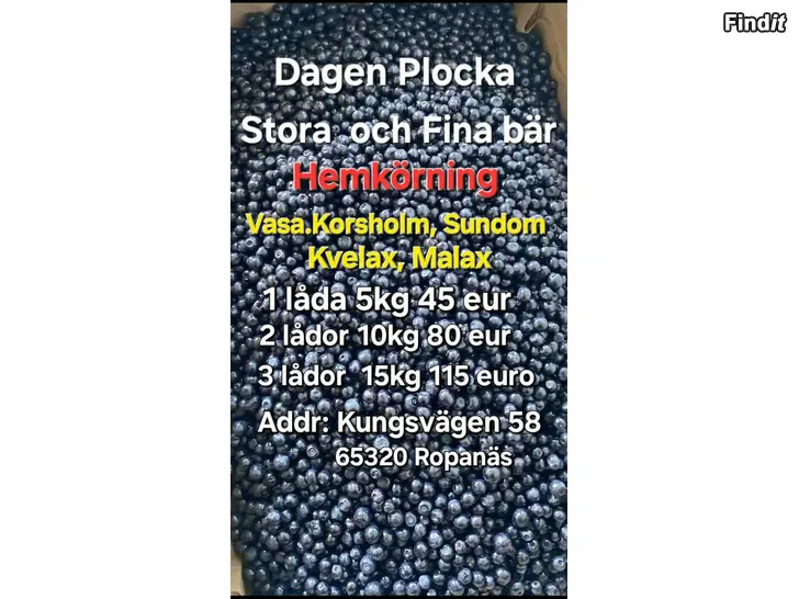Säljes Rensade Blåbär dagens Plocka