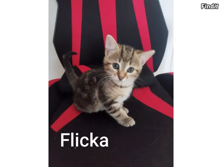 Säljes Kattungar