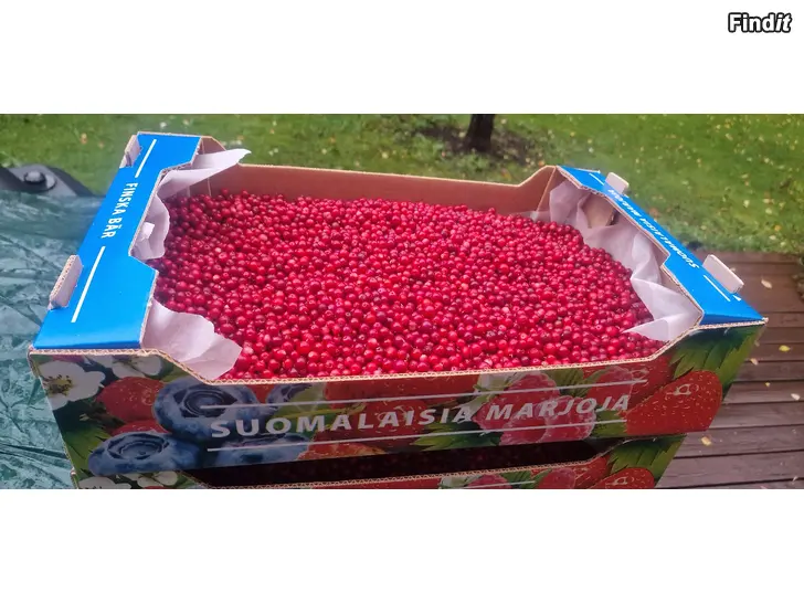 Myydään Lingon  25