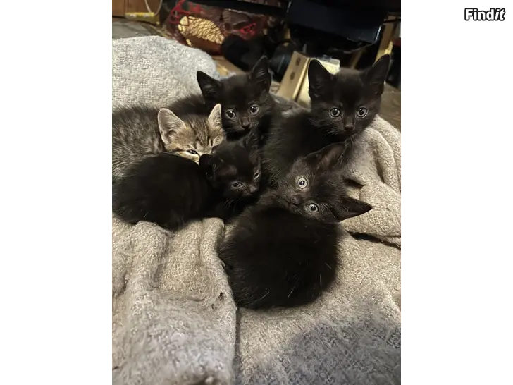 Säljes 6st kattungar säljes