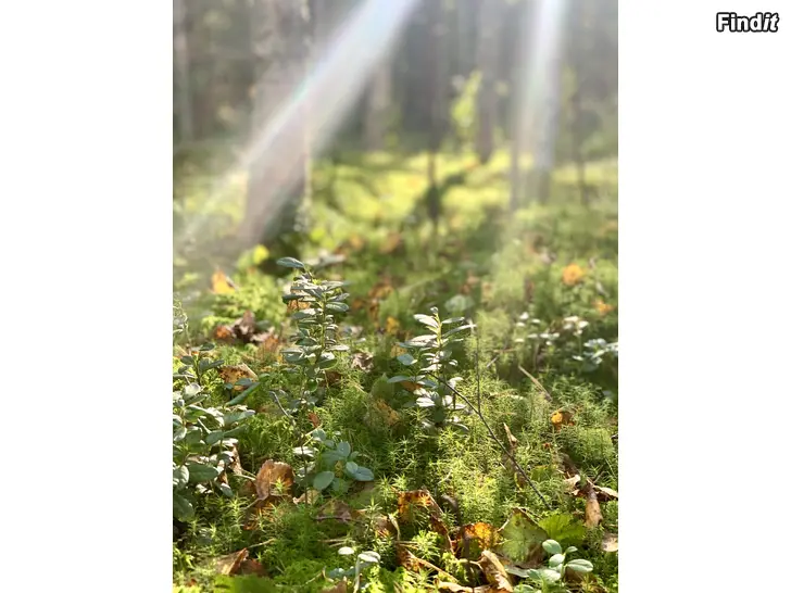 Köpes Har du skog du funderat på att sälja