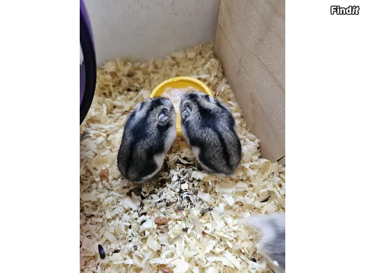 Säljes Hamster