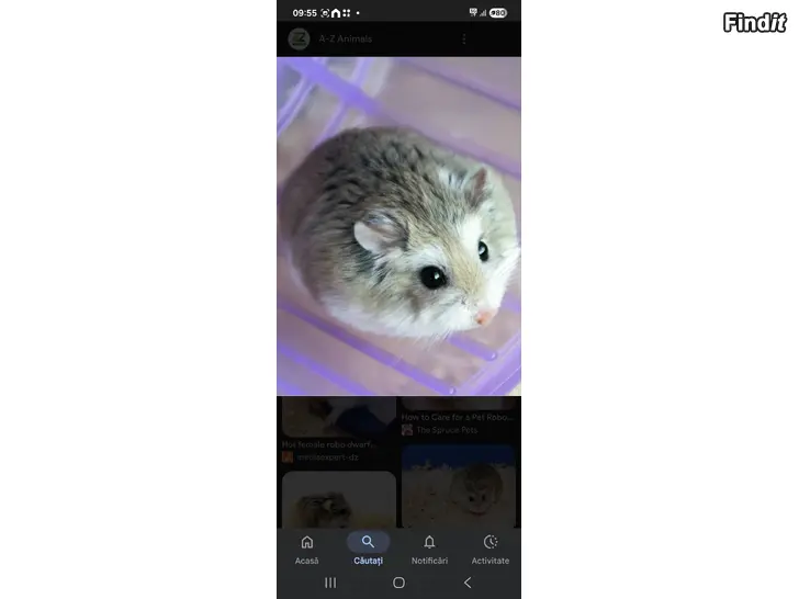 Ostetaan Önskar köpa hamster