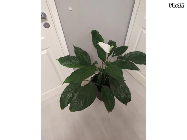 Säljes Vacker blomma