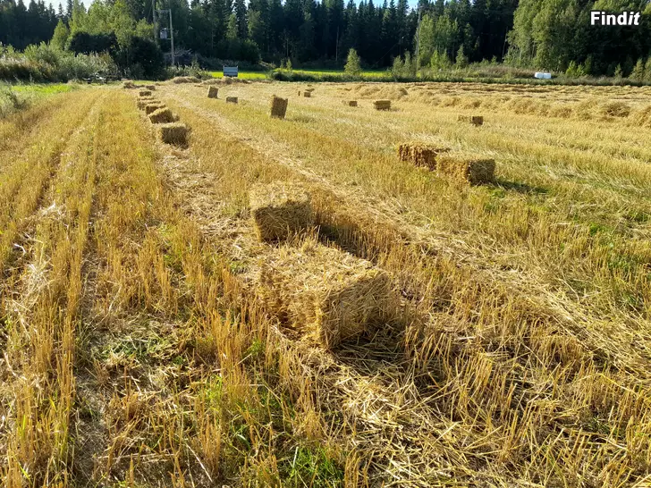 Säljes Korn halm