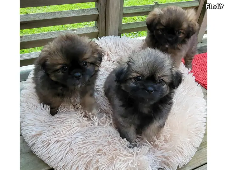Myydään Tibetansk spaniel valpar - tiibetinspanielin pentuja
