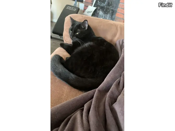 Säljes katt FÖRSVUNNEN i Övermalax