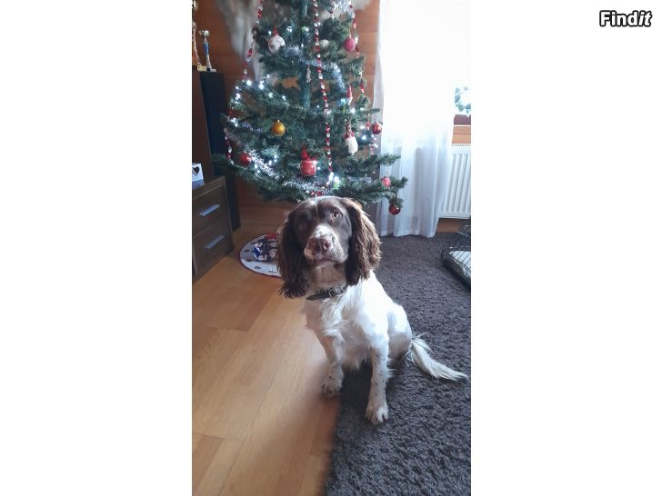 Myydään Engelsk springer spaniel