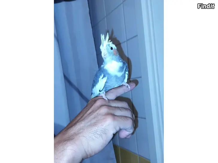 Myydään Neitokakadut