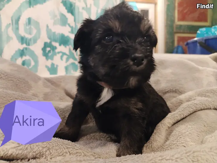 Myydään Tibbe-PON-labradori mix