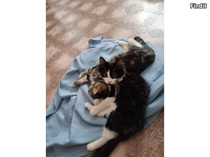Säljes 2 kattfröknar leveransklara
