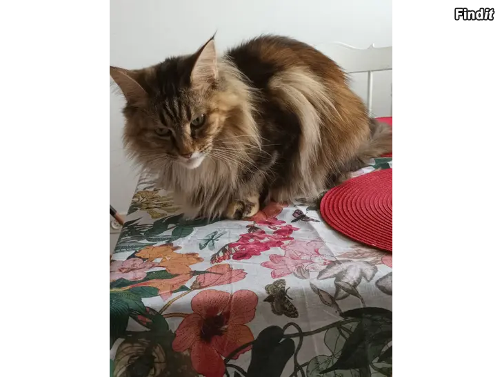Säljes Trevligt vuxet kattpar söker nytt hem på landet