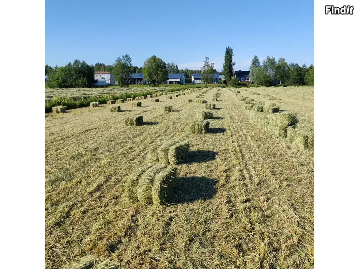 Säljes Hö i småbal
