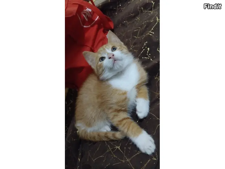Säljes Katt