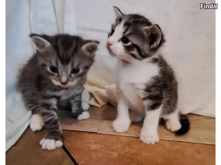 Säljes Kattungar