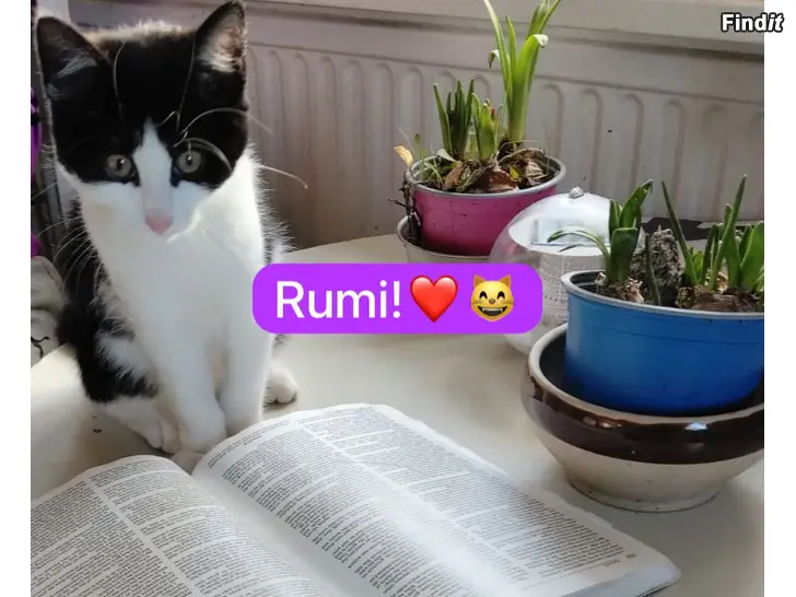Myydään Kissanpentu Kattunge