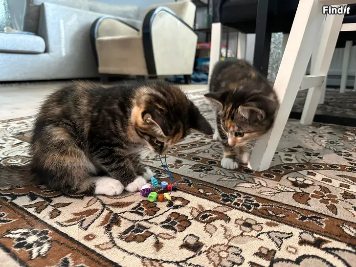 Säljes Leveransklara kattungar