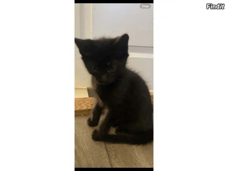 Säljes Kattunge
