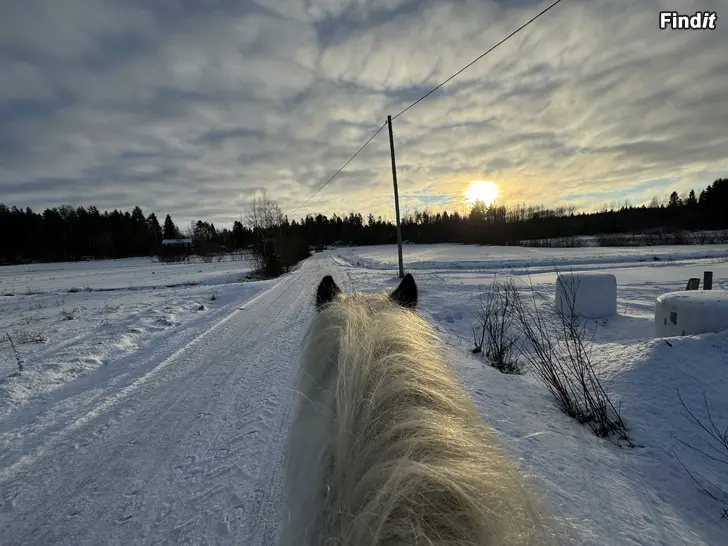 Säljes Vuxengrupp i ridning