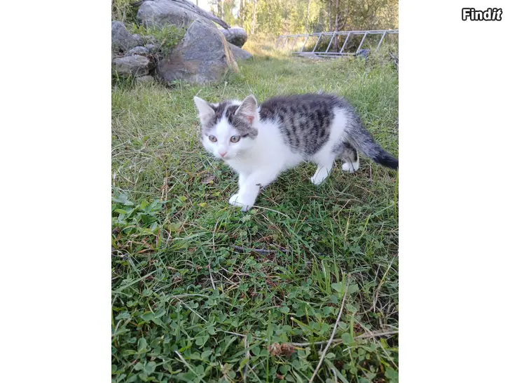 Säljes Kattungar