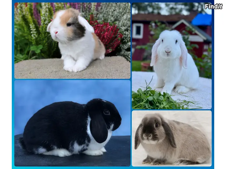 Köpes Kaninungar dvärgvädur