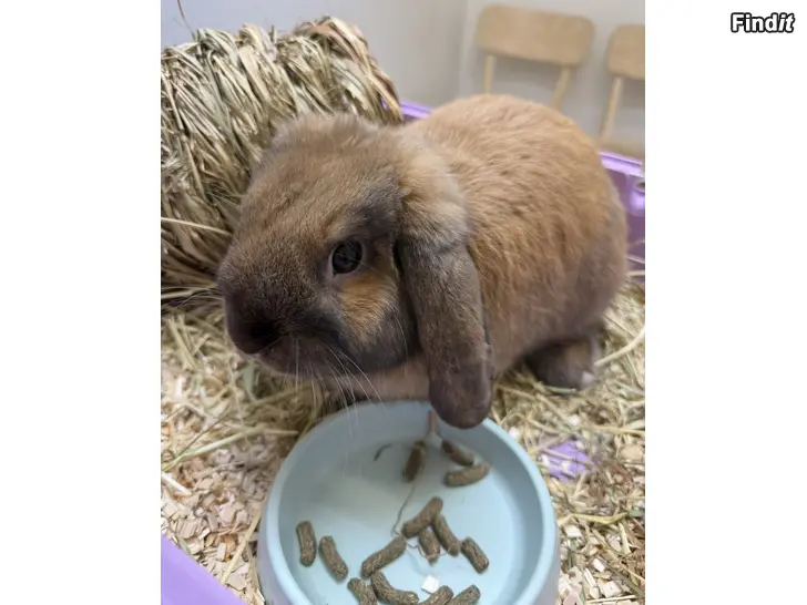 Säljes Kanin säljes - Kani myydään