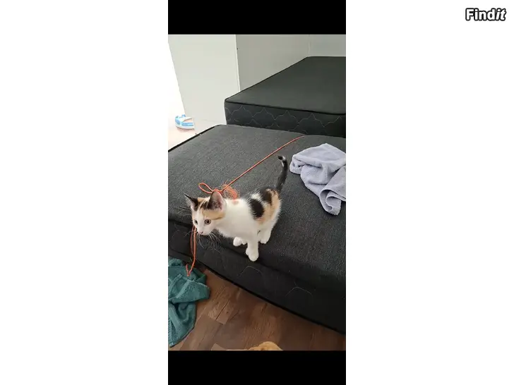Säljes Kattunge