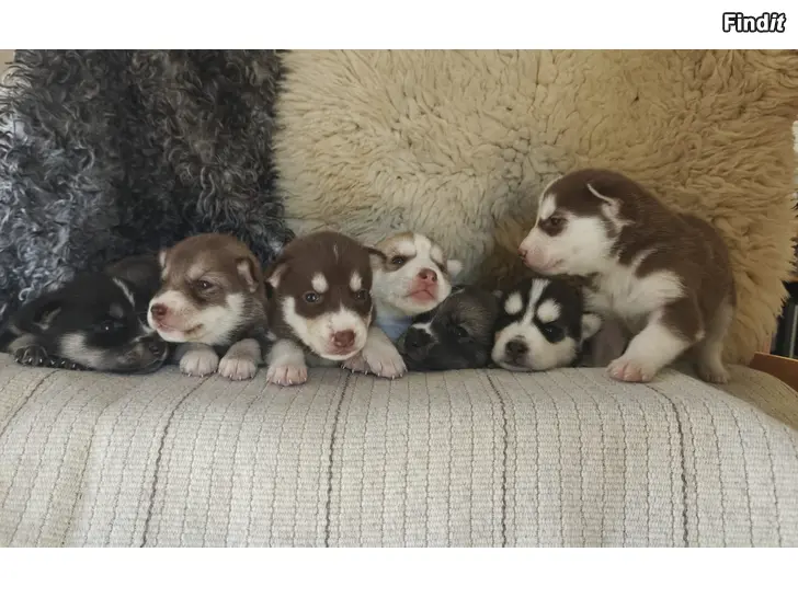 Säljes Siberian husky valpar säljes