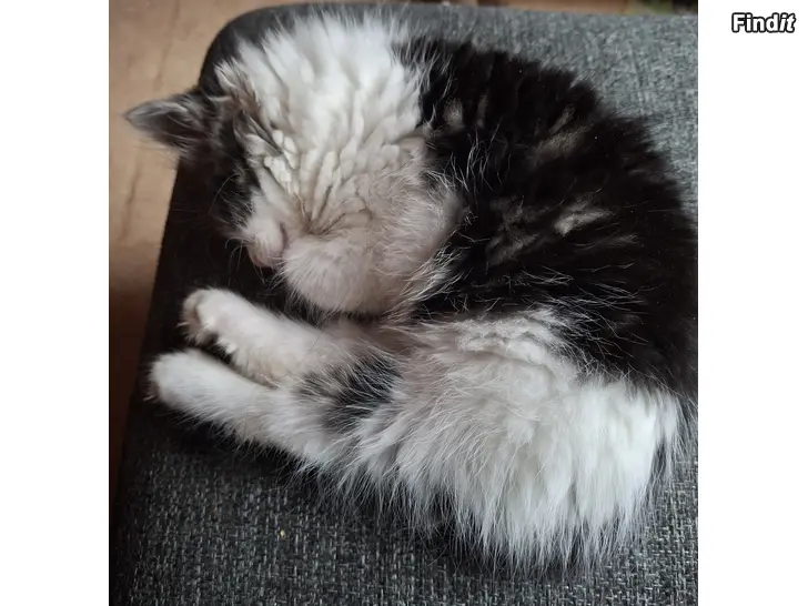 Myydään Kissanpentu