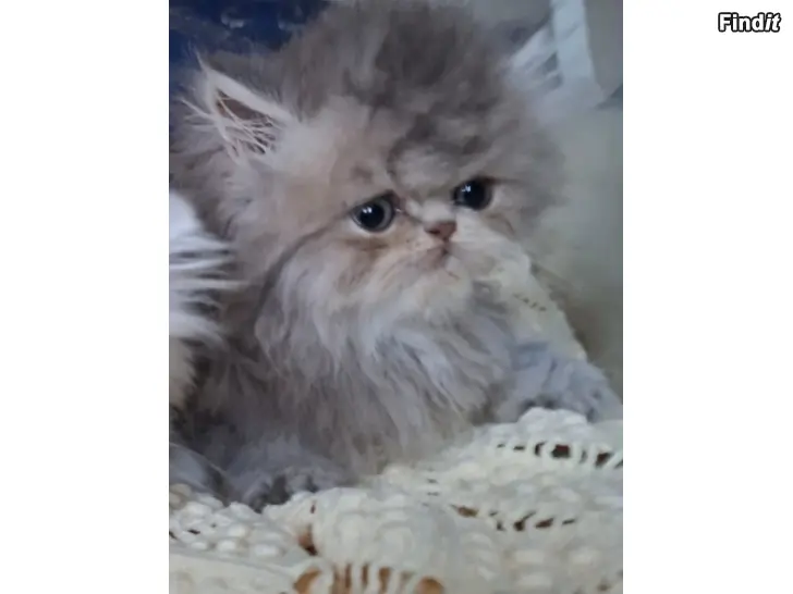 Säljes Shaded silver ja sinihopea persialainen