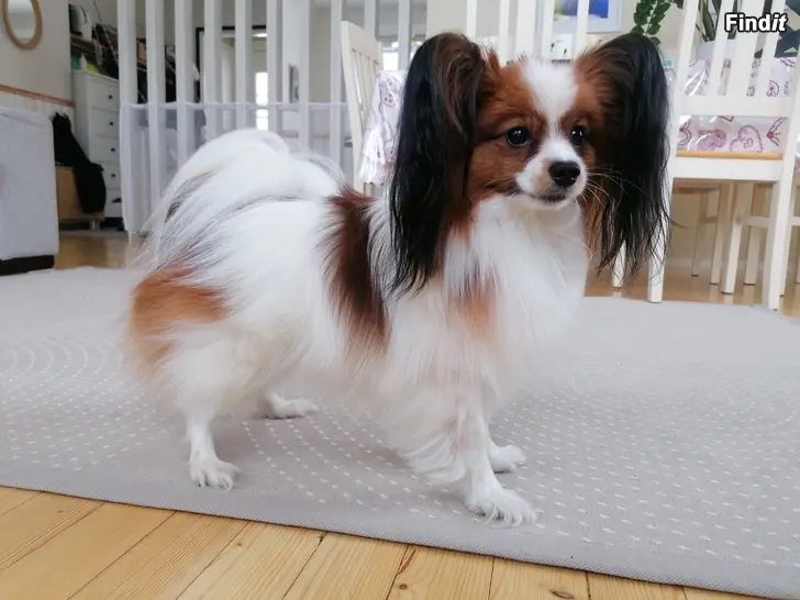 Säljes Papillon hane