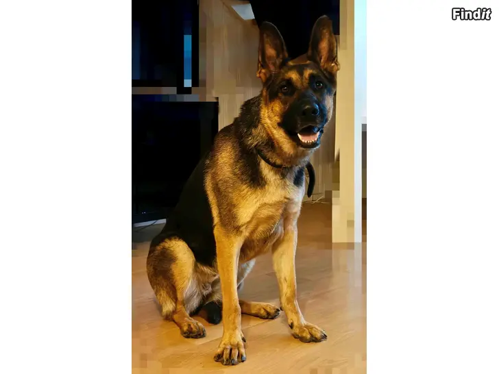 Myydään 2 v narttu