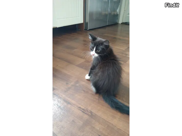 Säljes Kattunge