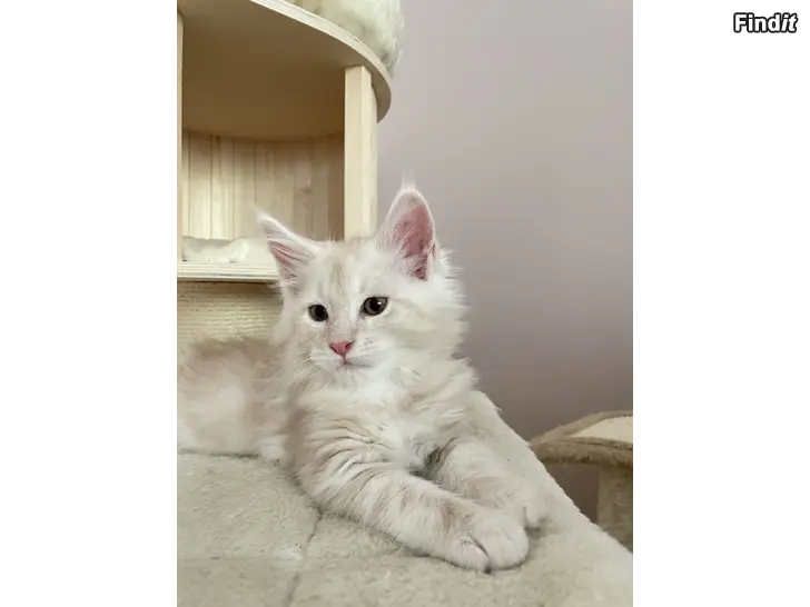 Säljes Maine Coon -kissanpennut