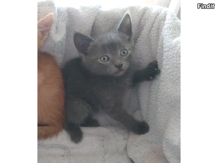 Säljes Kattunge hona