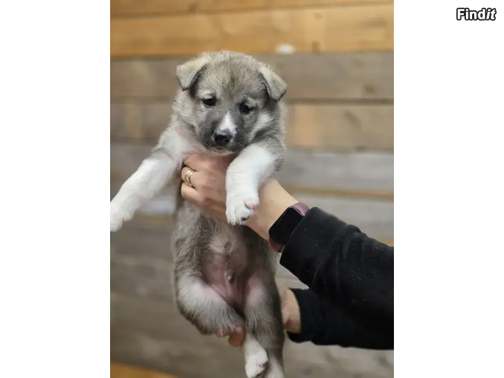 Säljes Itäsiperianlaika/norjanharmaa pentuja