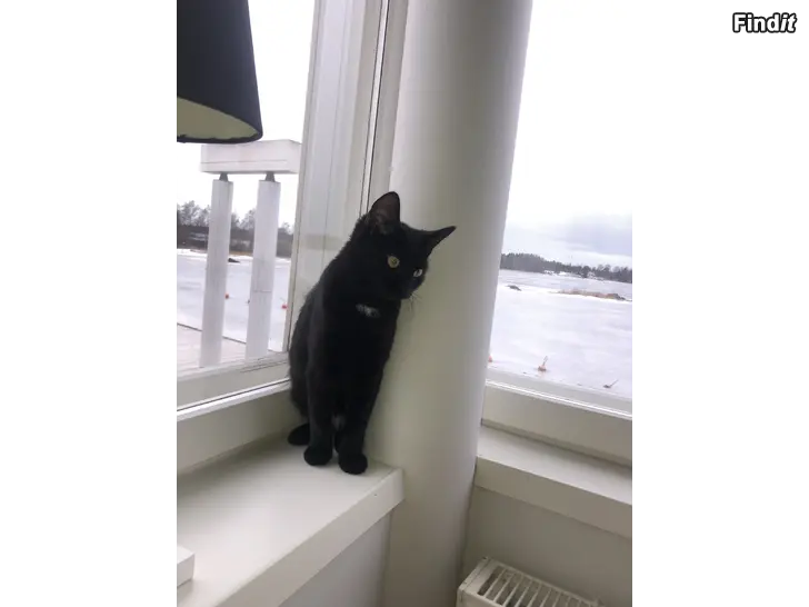 Säljes Kissa etsii kotia
