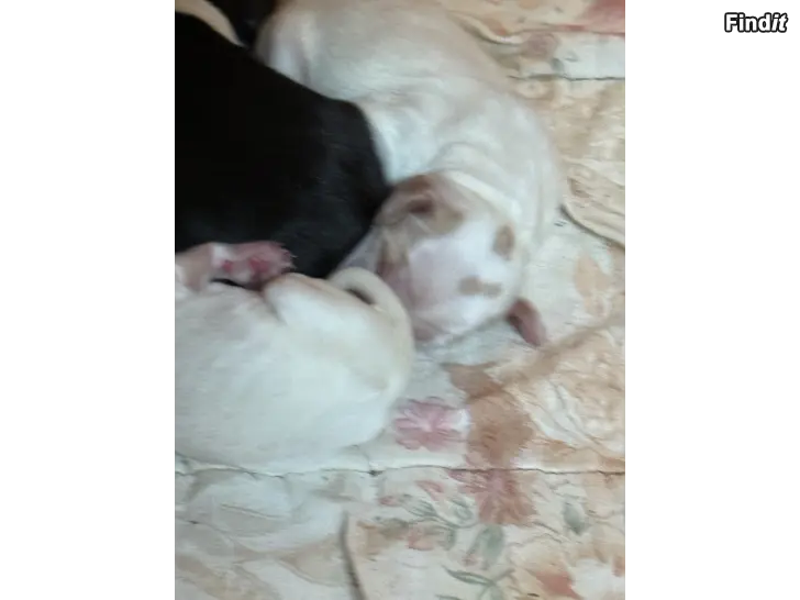 Myydään käyttölinjainen cockerspanieli pentuja