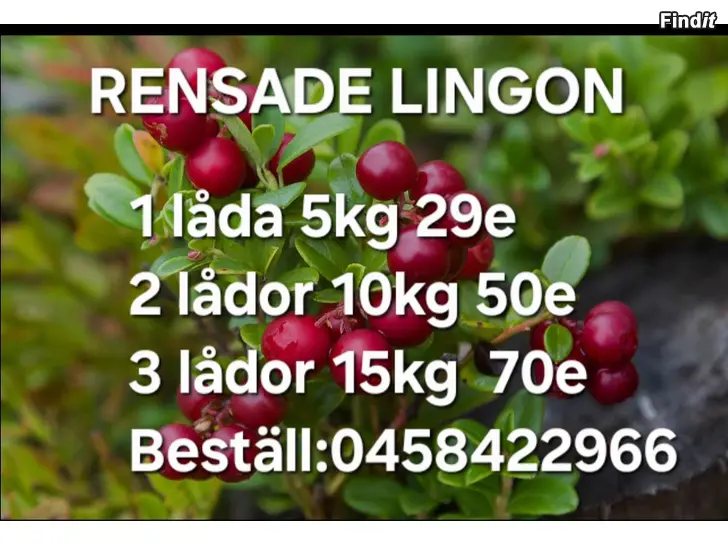 Säljes RENSADE LINGON/PUHDISTUS PUOLUKKA, VASA VAASA