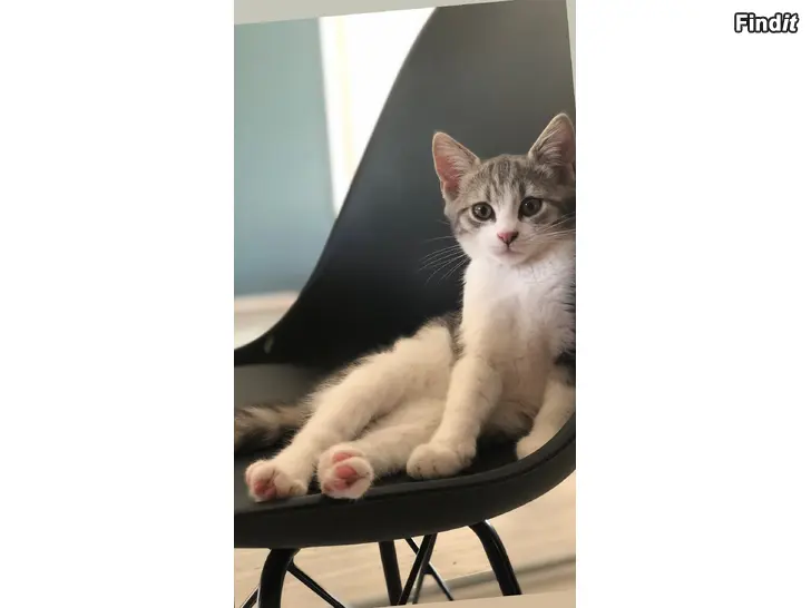 Säljes Två kattungar