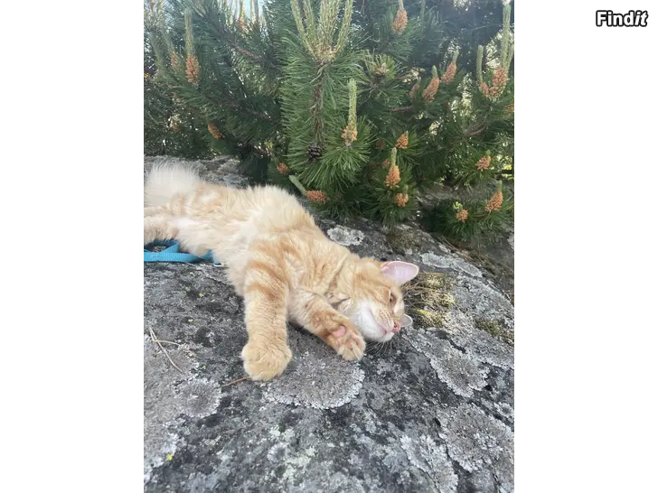 Säljes 1 årig katt