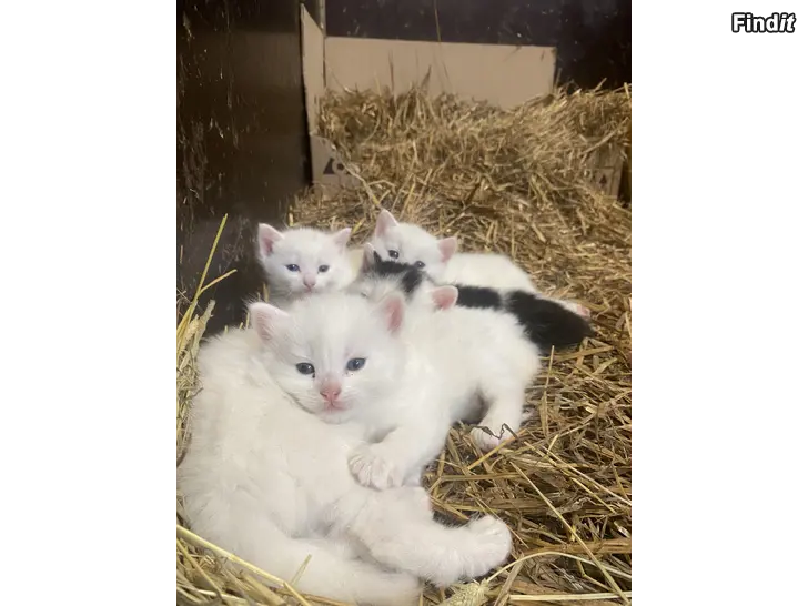 Säljes Kattunge till salu