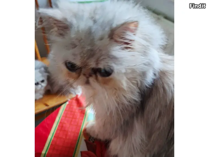 Säljes Golden/silver perser pojke