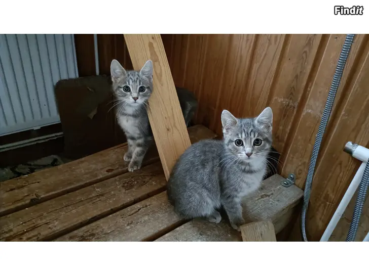 Säljes Kattungar + honkatt till salu