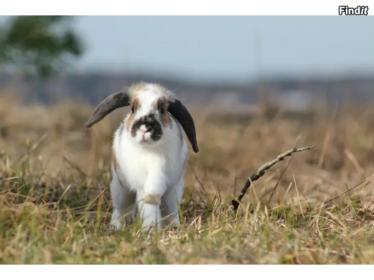 Myydään Kaninungar